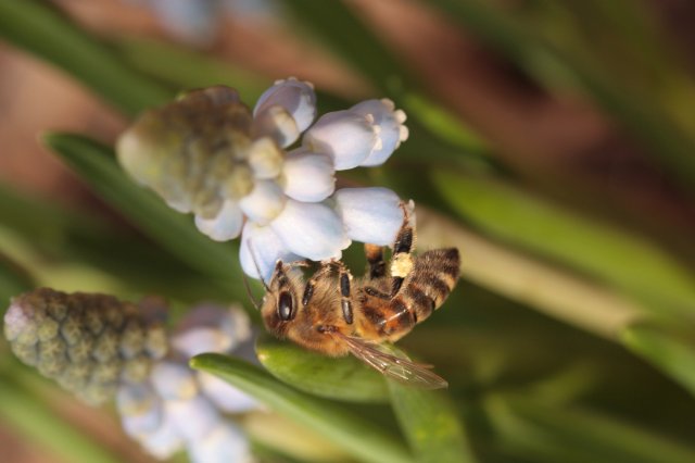 Bee on Muscari